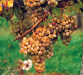 Trauben auf dem Weingut Manfred Becker