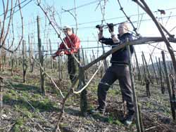 Weinberg Arbeiter auf dem Weingut Manfred Becker